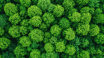 Naklejka premium climate change global warming mitigation. Lush green treetops create vibrant forest canopy no body