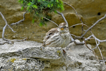 Rock sparrow // Steinsperling (Petronia petronia) - Greece