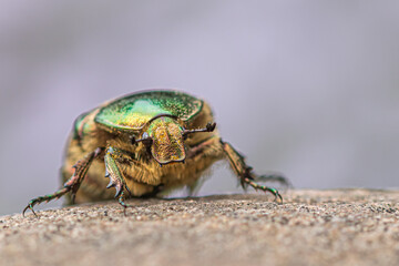Beetle on a leaf