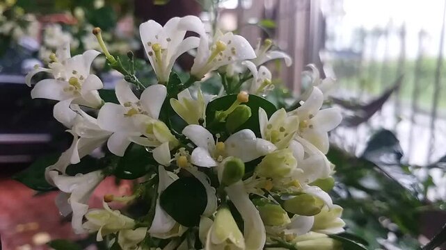 Murraya paniculata or kemuning whote blooming flowers

