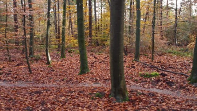 Drone moves from right to left over an autumn forest with a mountain bike path in the foreground. Subdued daylight.