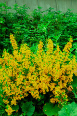 Yellow wild flowers. The flower is blooming.Rose, chamomile..Wildflowers on a green meadow. White petals.t. natural background. summer landscape. the petals contrast with the green stems and leaves.