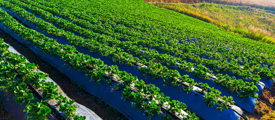 Strawberry farm,Hothouse used for growing strawberries in Karelia. Greenhouses for young strawberry plants on the field. Strawberry plantation. Long rows