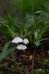 mushroom in the forest