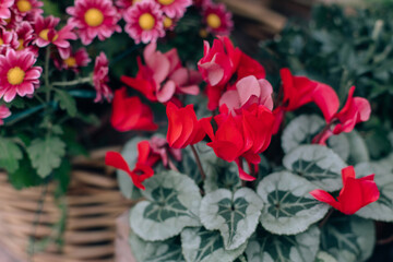Beautiful pink red cyclamen flowers in a pot at the Flower shop.