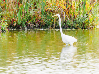 Great Egret