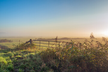 Sunrise in a Dutch polder on a misty morning in the autumn season. Between the grass and the flowering reeds in the foreground stands an iron gate.