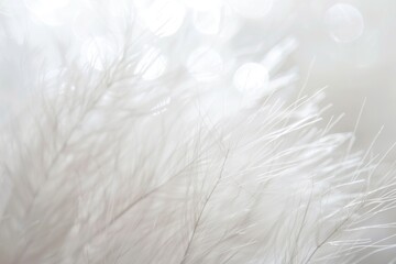 Obraz premium A close-up shot of a white feather on a blurred background