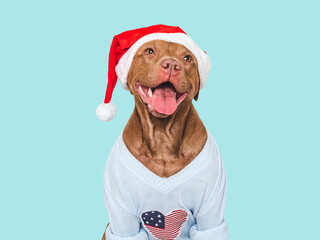 Merry Christmas and Happy New Year. Happy Holidays. Lovable dog and Santa hat. Closeup, indoors. Studio shot. Congratulations for family, relatives, friends and colleagues. Pets care concept