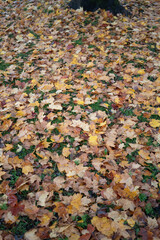 Leaf on the ground visible grass underneath