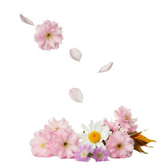 Fototapeta premium Pink falling sakura petals and flowers. png isolated background. transparent background.