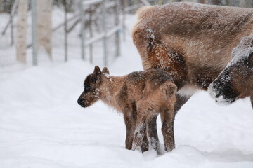 Alaskan Reindeer in Calving Season