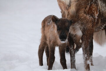 Alaskan Reindeer in Calving Season