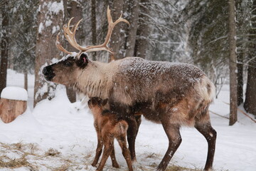 Alaskan Reindeer in Calving Season © Melissa