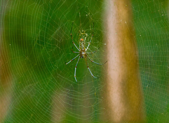 A close up of a spider in a spider web in a forest.