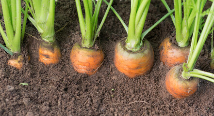 Carrots growing in soil in garden.