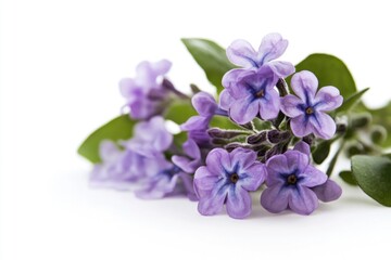 A close-up shot of a bunch of vibrant purple flowers