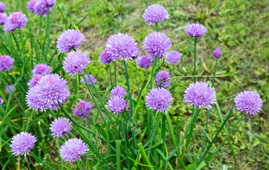 Obraz premium Lila Chives Blooming in the Garden