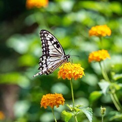 Fototapeta premium A macro photo of a butterfly in mid-flight, soft focus rendering the background into a soft, colorful blur, low angle shot capturing the upward motion and the fine details of its underwings and body
