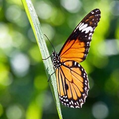 Obraz premium A macro photo of a butterfly resting on a dew-covered leaf, soft focus blurring the light reflections from the dew drops, low angle shot giving an upward view that enhances the fragile and translucent