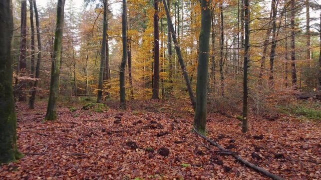 Autumn forest in warm brown tones with a mountain bike path, captured with a forward-moving drone. Push in.