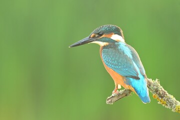 Common kingfisher Alcedo atthis bird songbird wildlife nature predator cock o the north, beautiful animal mountain finch, animal, bird watching ornithology, flower bud fauna wildlife Europe