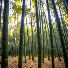 Fototapeta premium bamboo forest in japan