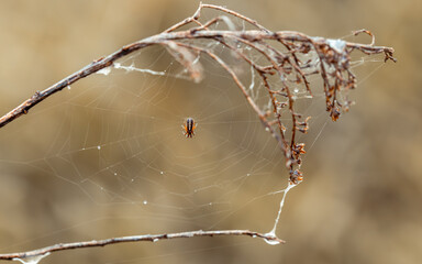 kwiat trawa roślina