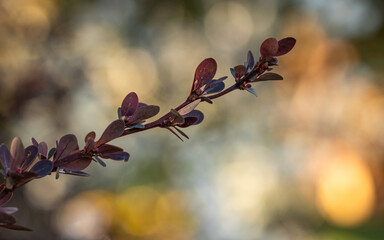 kwiat trawa roślina