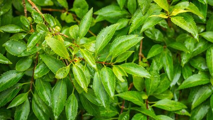 kwiat trawa roślina © Sawomir