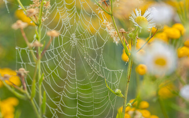 kwiat trawa roślina