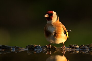 European goldfinch Carduelis carduelis bird songbird wildlife nature predator cock o the north, beautiful animal mountain finch, animal, bird watching ornithology, flower bud fauna wildlife Europe
