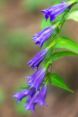 kwiat trawa roślina