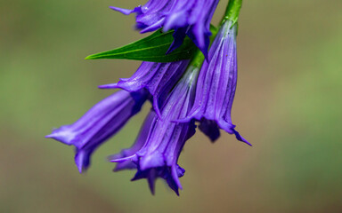 kwiat trawa roślina