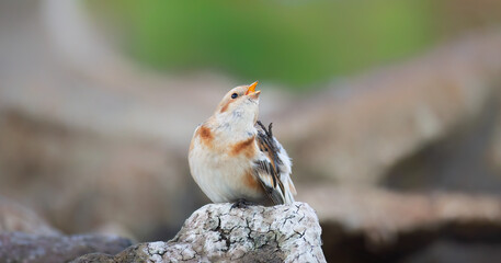 Snowdrop Plectrophenax nivalis sits on stones and rests after a long flight.