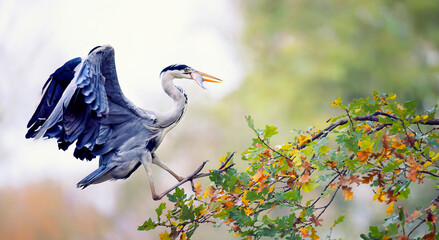 Egretta garzetta caught a fish in the water and flew up a tree to eat it.