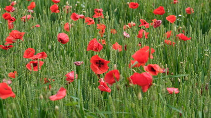 Roter Feldmohn, Mohn Pflanzen in einem Weizenfeld in der Schweiz