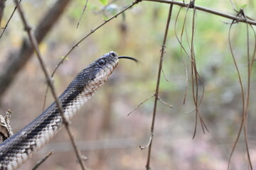 grey snake with tongue sticking out