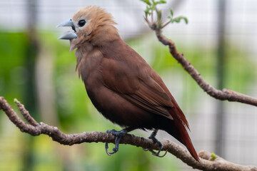 The white-headed munia (Lonchura maja) is a species of estrildid finch found in Indonesia, Malaysia, Singapore, Thailand and Vietnam