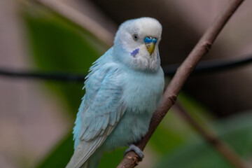 The budgerigar (Melopsittacus undulatus), also known as the common parakeet, shell parakeet or budgie is a small, long-tailed, seed-eating parrot native to Australia