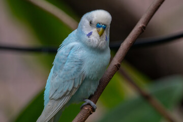 The budgerigar (Melopsittacus undulatus), also known as the common parakeet, shell parakeet or budgie is a small, long-tailed, seed-eating parrot native to Australia