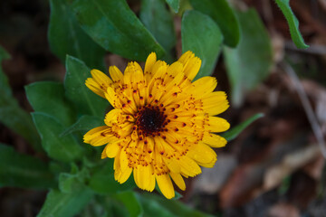 Natur in der Stadt: eine sonnengelbe Blüte streckt ihren Kopf am Rande einer Mauer hoch in die Luft