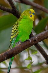 The budgerigar (Melopsittacus undulatus), also known as the common parakeet, shell parakeet or budgie is a small, long-tailed, seed-eating parrot native to Australia