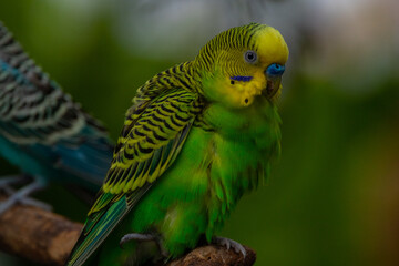 The budgerigar (Melopsittacus undulatus), also known as the common parakeet, shell parakeet or budgie is a small, long-tailed, seed-eating parrot native to Australia