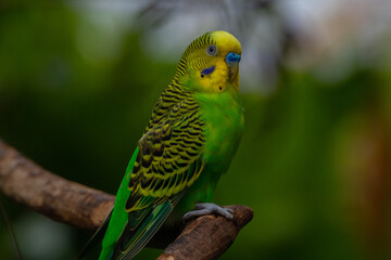 The budgerigar (Melopsittacus undulatus), also known as the common parakeet, shell parakeet or budgie is a small, long-tailed, seed-eating parrot native to Australia