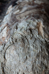 Struktur eines Treibholzes gezeichnet von Salz, Meerwasser und Sonne