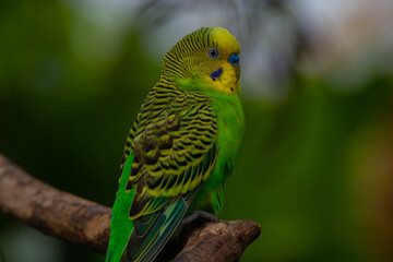 The budgerigar (Melopsittacus undulatus), also known as the common parakeet, shell parakeet or budgie is a small, long-tailed, seed-eating parrot native to Australia