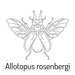 Vector illustration of the beetle Allotopus rosenbergi in line art style. Perfect for scientific and educational materials, entomological studies, and coloring pages.