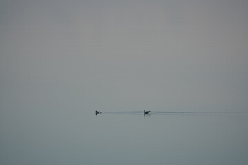 Gemeinsam einsam - eine Ente und Möwe schwimmen zusammen über einen spiegelglatten See