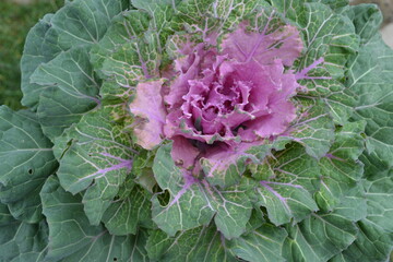 Brassica oleracea close up view of a vibrant ornamental cabbage with green and purple leaves. Perfect for botanical, gardening, and nature-related projects.